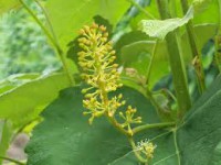 VINE